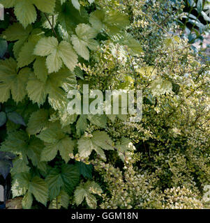 Plant Association - with Humulus lupulus `Aureus' and Lonicera nitida `Baggesen's Gold'   PAS069583  Compulsory Credit Stock Photo